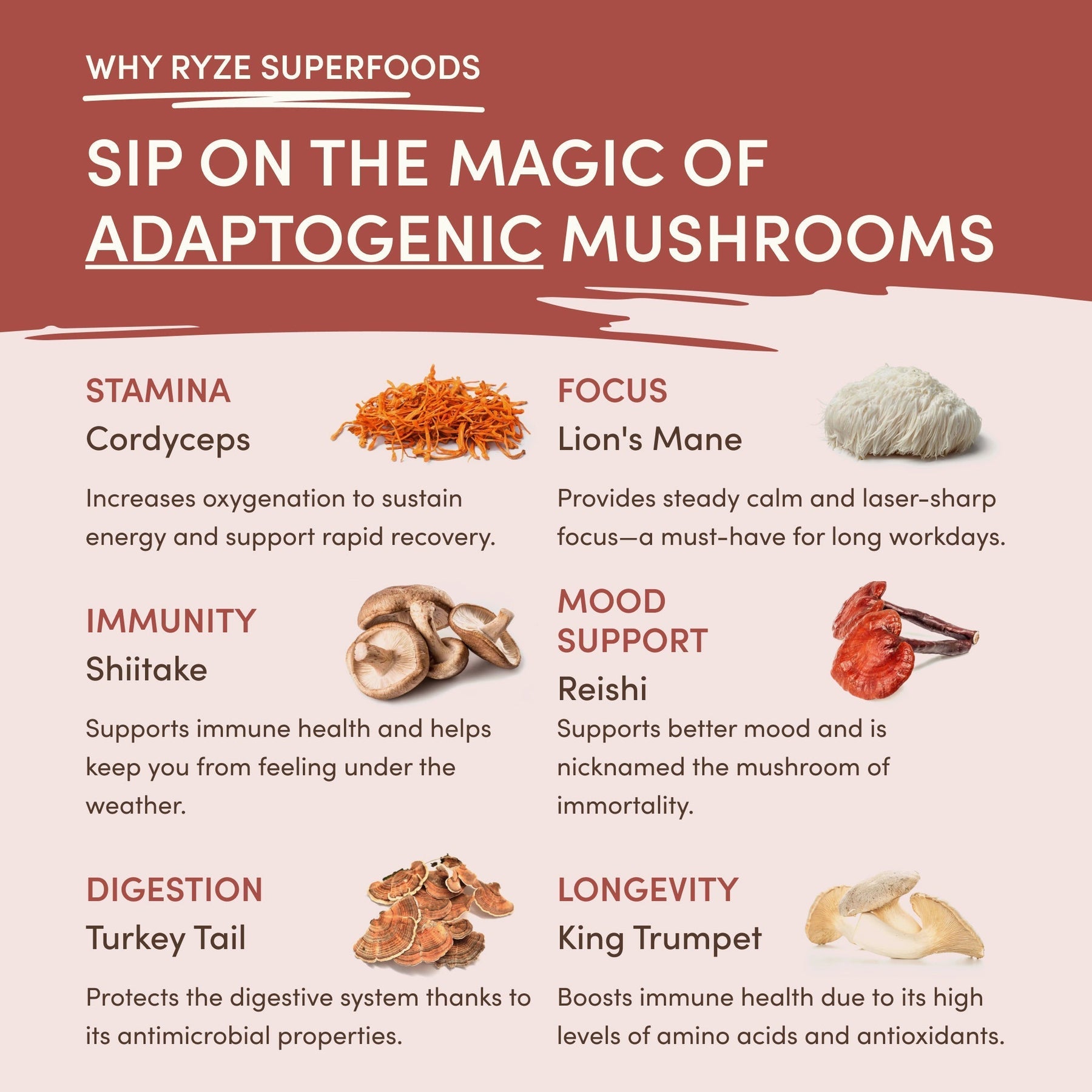 Mushroom Chicory | Oak