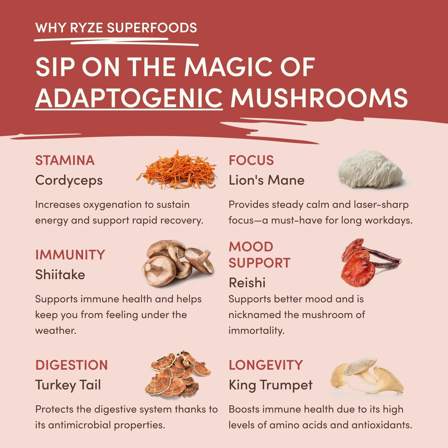 Mushroom Chai | Moss